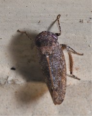 Paraphlepsius incisus