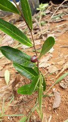 Casearia altiplanensis