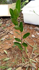 Casearia altiplanensis