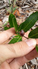 Casearia altiplanensis