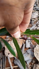 Casearia altiplanensis