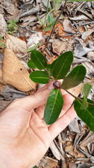 Casearia altiplanensis