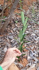 Casearia altiplanensis