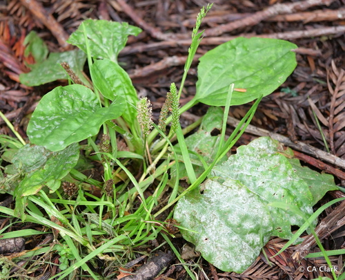 Golovinomyces sordidus image