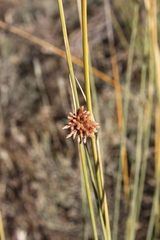 Afroscirpoides dioeca