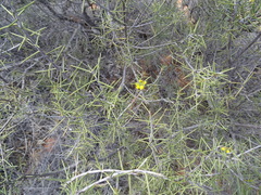 Acacia colletioides