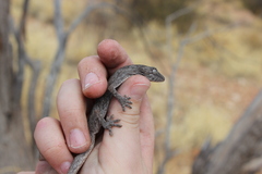 Strophurus ciliaris aberrans