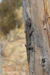 Strophurus ciliaris aberrans