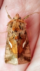 Autographa metallica
