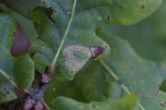 Phyllonorycter quercifoliella