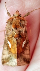 Autographa metallica