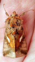 Autographa metallica