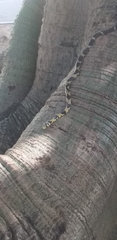 Spilotes pullatus