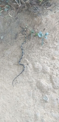 Spilotes pullatus