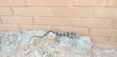 Spilotes pullatus