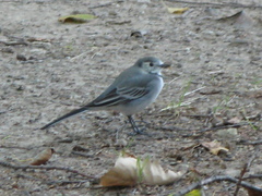 Motacilla alba