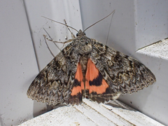 Catocala californica