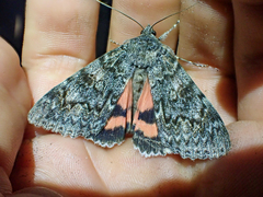 Catocala californica