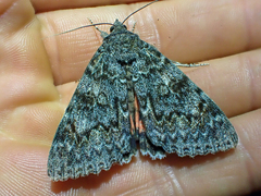 Catocala californica