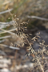 Eragrostis bicolor
