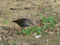 Sturnus vulgaris