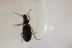 Gigadema mandibulare