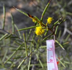Acacia colletioides