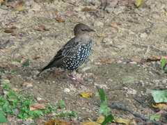 Sturnus vulgaris