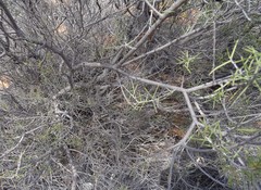 Acacia colletioides