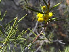 Acacia colletioides