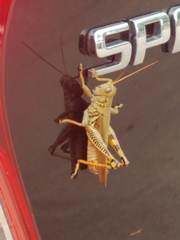 Melanoplus differentialis