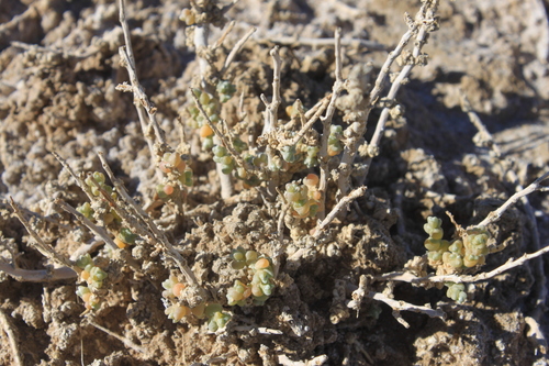 Gautcha Kanna (Caroxylon inapertum)