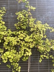 Crataegus aestivalis