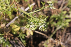 Apium decumbens