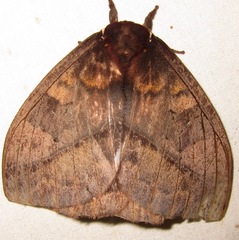 Automeris postalbida