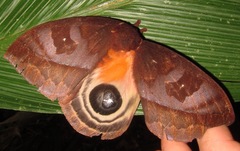 Automeris postalbida