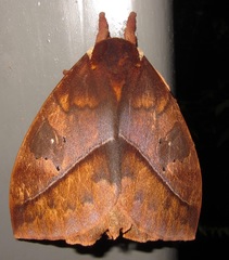 Automeris postalbida