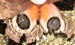 Automeris postalbida