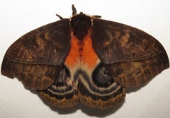 Automeris postalbida