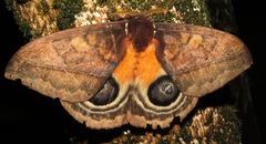 Automeris postalbida