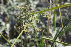 Cyperus pulcher