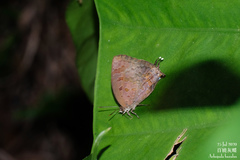 Arhopala bazalus