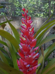 Aechmea beeriana