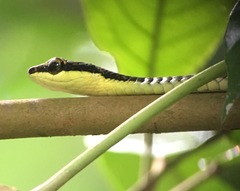 Dendrelaphis kopsteini