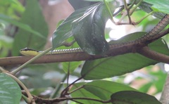 Dendrelaphis kopsteini