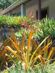 Aechmea blanchetiana