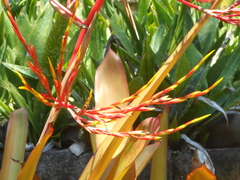 Aechmea blanchetiana