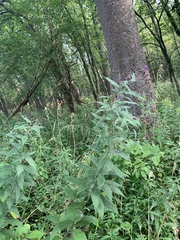 Vernonia gigantea
