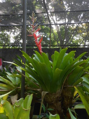 Aechmea aquilega chrysocoma