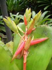 Aechmea aquilega chrysocoma